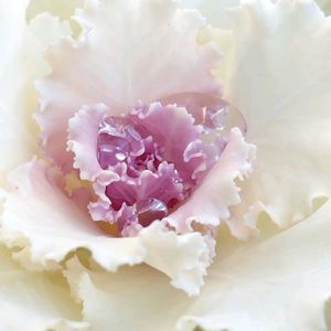 ミニ葉牡丹,寄せ植え,かわいい,鉢植え,水滴の画像