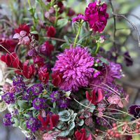 キク,シクラメン,マム,季節を楽しむの画像