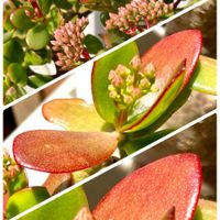 サザンカ,スノーフレーク,モミジ,紅葉,金のなる木の画像