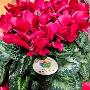 カーネーション,シクラメン,ブルーアイス,ミカン,アオモジの画像