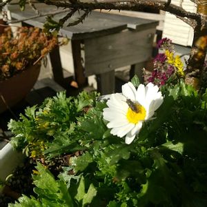 ノースポール,玄関アプローチの画像