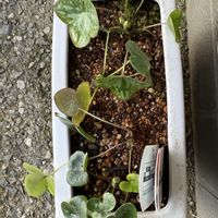 雪割草,雪割草,花のある暮らし,お楽しみ❀.(*´▽`*)❀.,玄関外の画像