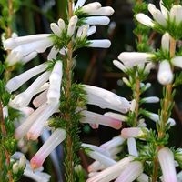 オオイヌノフグリ,シバザクラ,エリカ・ホワイトデライト,エリカ　ホワイトデライト,散歩道の画像