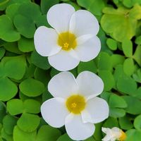 オキザリス,オキザリス,カタバミ,ムラサキカタバミ,可愛い〜♡の画像