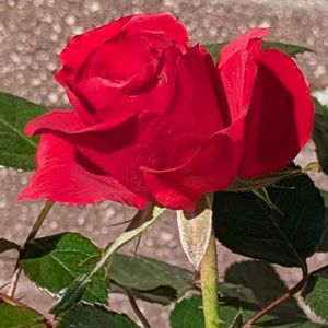癒し,花のある暮らし,綺麗,大好きな色,ばら バラ 薔薇の画像