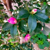 イチゴノキ,サザンカ,サザンカ,ヒイラギ,ヒイラギの画像