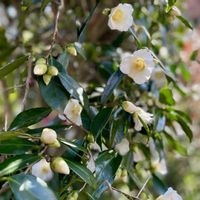 ツバキ,侘助,我が家の庭,花木,白侘助の画像