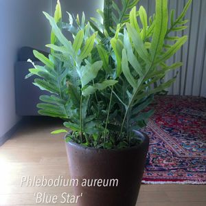 フレボディウム ブルースター,観葉植物,シダ植物,平和を願う☆,クリスマス月間の画像