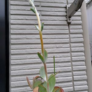 ウッドデッキです,冬の管理が心配,多肉植物,花のある暮らしの画像