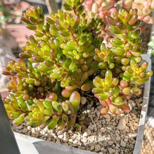 レッドベリー,セダムレッドベリー,玄関アプローチの画像