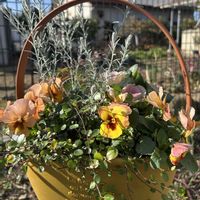 ハボタン,ハボタン,エレモフィラ・ニベア,小輪パンジー　わらく,小輪パンジー　わらくの画像