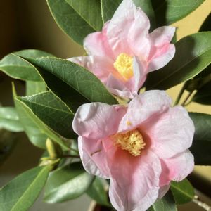 玄関アプローチの画像