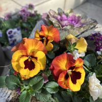 クリスマスローズ,葉牡丹（はぼたん）,ガーデニング,お散歩,ビオラ・パンジーの画像