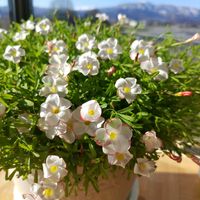 オキザリス,出窓,ツーカラー組♪の画像