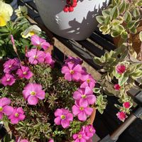 ダイアンサス,オキザリス　桃の輝き,プリムラ　ジュリアン,ベビーサンローズ(斑入り),ダイアンサスあなたにキュンの画像