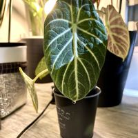 アロカシア,アロカシア•ニンジャ,癒しの空間,寒さに負けるな,インドアグリーンのある暮らしの画像