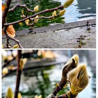 ケヤキ,ハクモクレン,大阪市役所,ふわふわ,かわいいな♡の画像