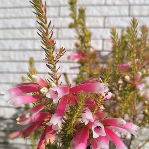 エリカ クリスマスパレード,エリカ　アフリカンショーガール,エリカ セシリフローラ ライトスパーク,鉢植え,濃いピンク色の画像