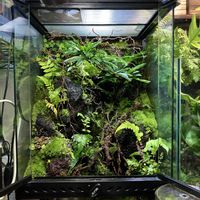 ホソバオキナゴケ,姫ユキノシタ,シダ植物,流木,苔テラリウムの画像