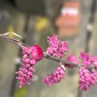 シンフォリカルポス,シンフォリカルポス ワインレッド,日蔭の庭の画像