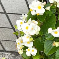 ベゴニアの画像