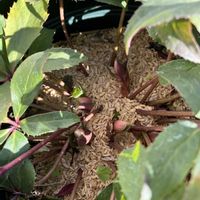 クリスマスローズの画像