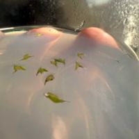 チランジア,エアプランツの画像