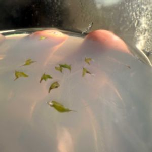 チランジア,エアプランツの画像