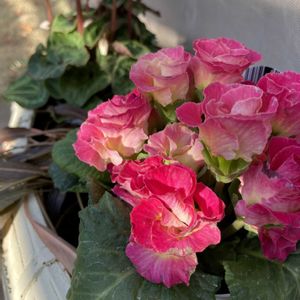 プリムラ　ジュリアン,花のある暮らし,緑のある暮らし,小さな幸せ♡,お花は癒しの画像