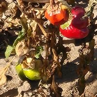 観賞用トウガラシの画像