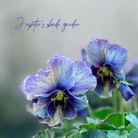 パンジー・ビオラ,江原ビオラヌーヴェルヴァーグ～すみれの革命～,寄せ植え,ナチュラルガーデン,ジャンクガーデンの画像