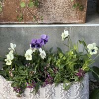 アリッサム,ビオラ,小さな庭の画像