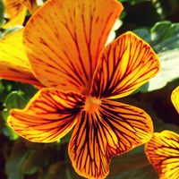 ビオラ,庭の画像