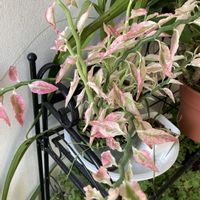 オンシジウム,ペディランサス大銀竜の画像