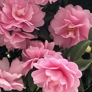 アンゲロニア,オキザリス,キルタンサス,サザンカ,サボテンの画像