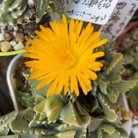 開花,フォーカリア属の画像