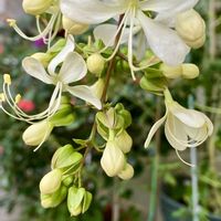 クラリンドウ,鉢植え,可愛い,白い花,小さな花壇の画像