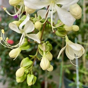 クラリンドウ,鉢植え,可愛い,白い花,小さな花壇の画像