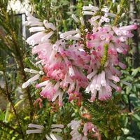 エリカ,エリカ クリスマスパレード,エリカ クリスマスパレード,エリカ クリスマスパレード,花壇の画像