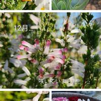 エリカ,キンギョソウ,パンジー・ビオラ,フユシラズ,花壇の画像