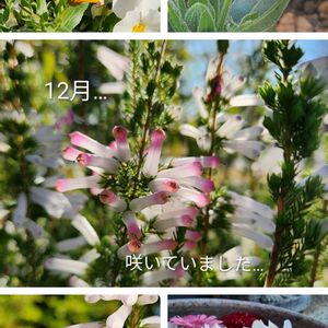 エリカ,キンギョソウ,パンジー・ビオラ,フユシラズ,花壇の画像