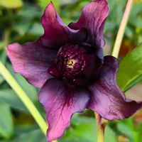 クリスマスローズ,花のある暮らし, クリスマスローズ,花のある生活,クリスマスローズ愛同盟の画像