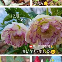 クリスマスローズ,ヘレボルス・クリスマスローズ,出先&合間に‥の画像