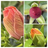 ハイビスカス,バラ,紅稚児,アランドロン,天使の涙(エンジェルティアーズ)の画像