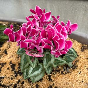 玄関アプローチ,庭,その他エクステリアの画像