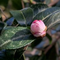 ロウバイ,蝋梅,蝋梅,サザンカ 朝倉,山茶花 朝倉の画像