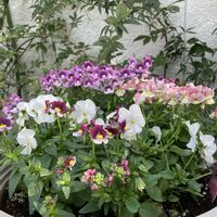 玄関アプローチの画像