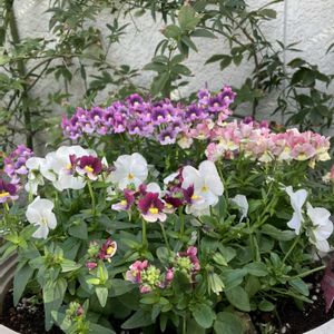 玄関アプローチの画像