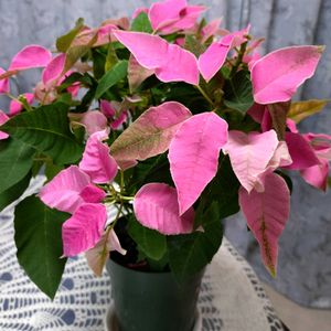 ヒメツルソバ,ポインセチア,ポインセチア,バンブーストレート,鉢植えの画像