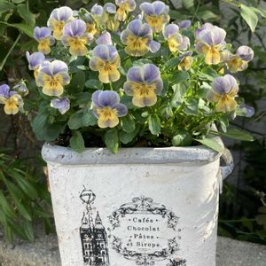 玄関アプローチの画像